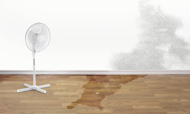Best Water damage cleanup near me  in El Rio, CA