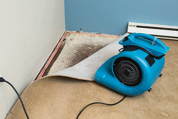 Best Mold removal after water damage  in El Rio, CA
